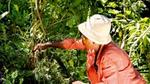 A vanilla farmer picking pods from a bush
